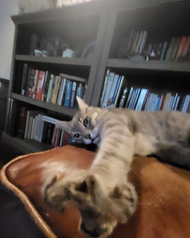 Cute Tabby named Jack