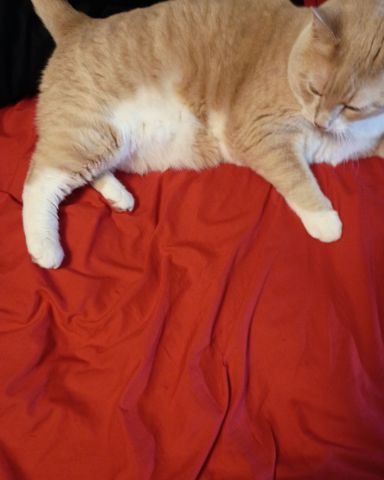 Cute cat named nacho