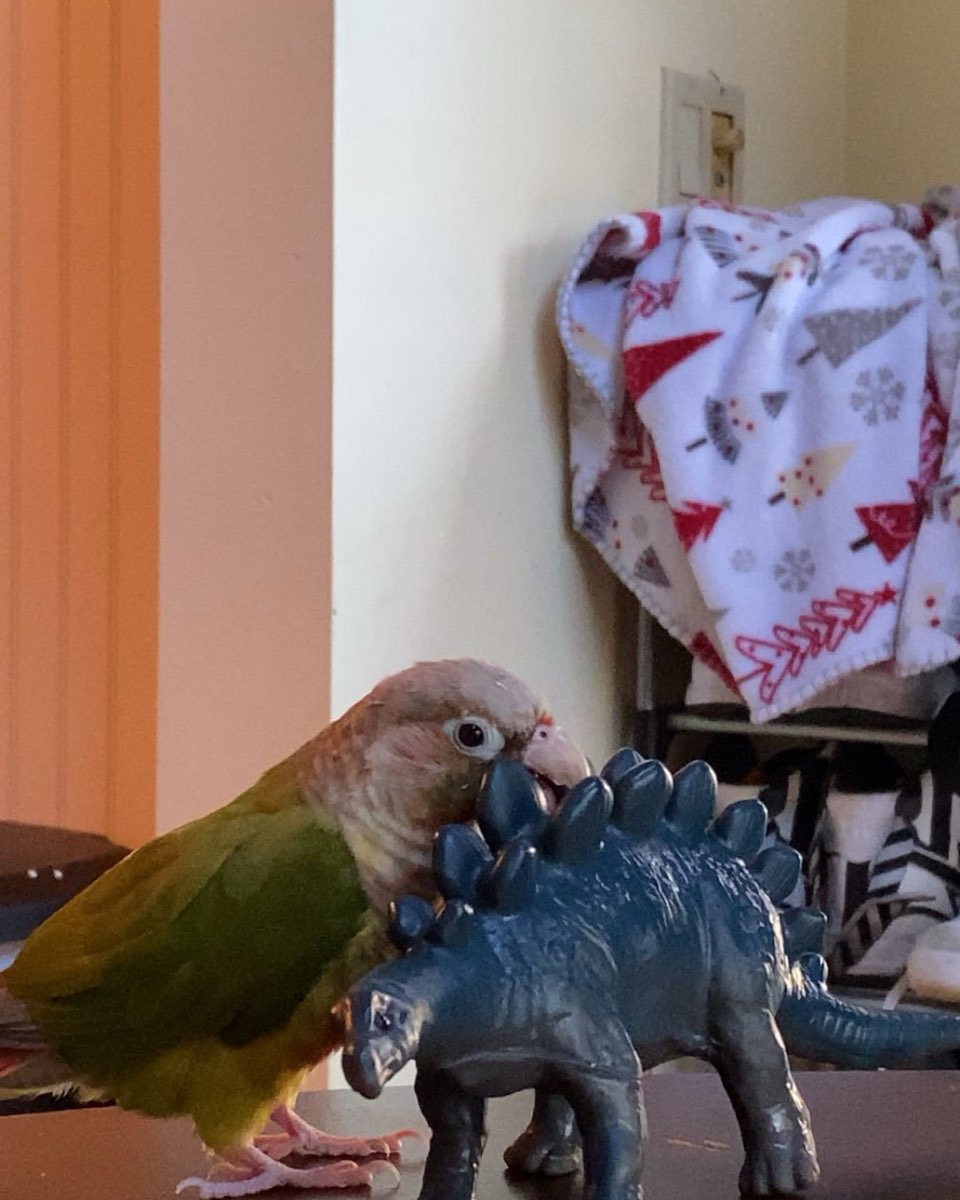 Cute bird named Pineapple