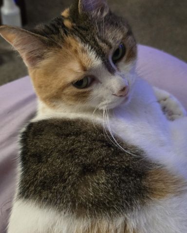 Cute cat named Zoey