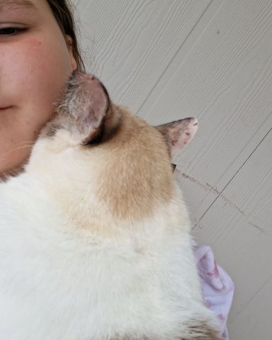 Cute snowshoe named dewey