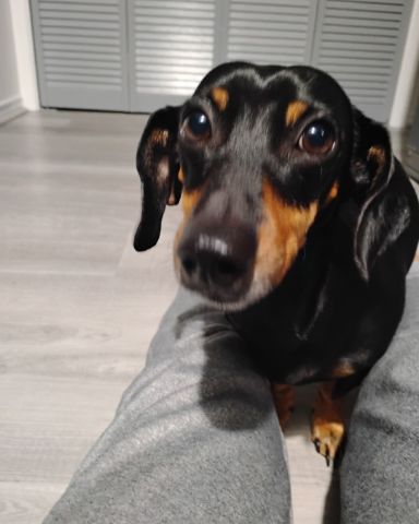 Cute wiener dog named ralphie