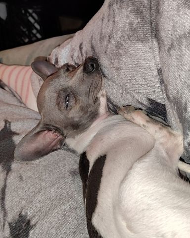 Cute chiweenie puppy named Charlie