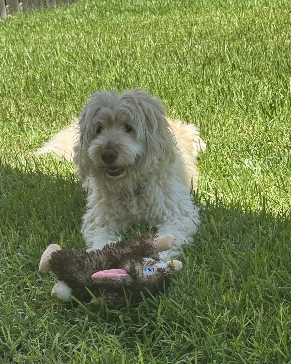 Cute dog named Bria