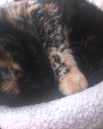 Cute American Shorthair named Candy (a.k.a. Angie)