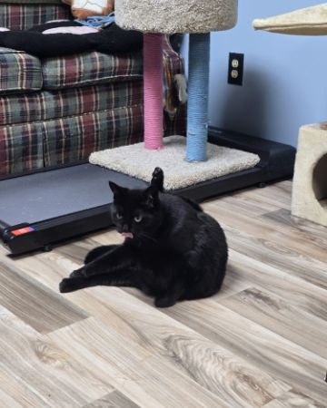 Cute cat named Balerion