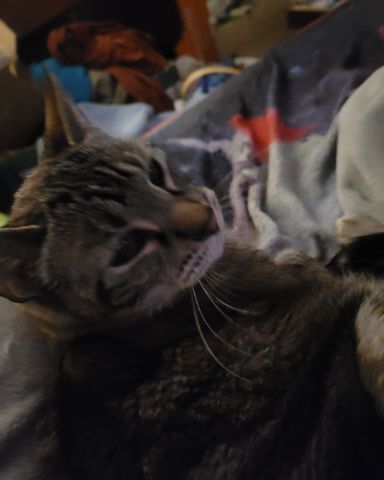 Cute stinky named Stormageddon Dark Lord of All