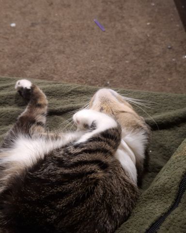 Cute cat named zenth