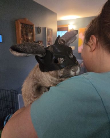 Cute mini lop named rocket