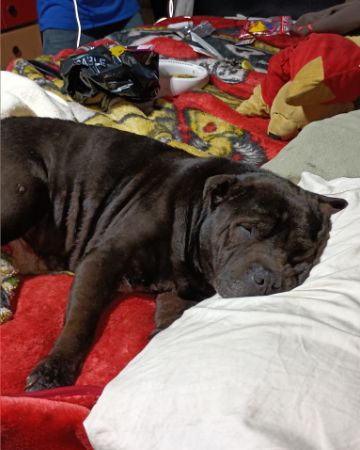 Cute shar pei  pitbull mix named Purty Panda