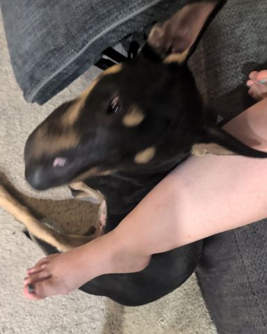 Cute bull terrier named Apache