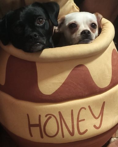 Cute pugzu named aveil and Neriah