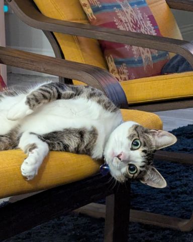 Cute Piebald Shorthair named Kima