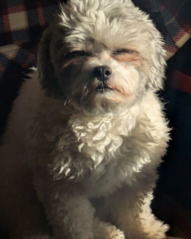 Cute dog named candy!🍭🍬