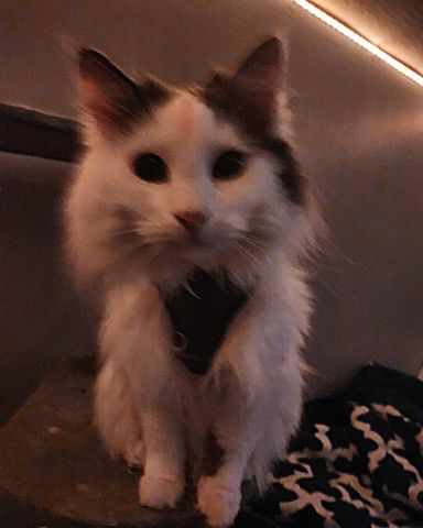 Cute Maine Coon/Ragdoll named Twinkie