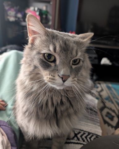 Cute cat named Lovelace