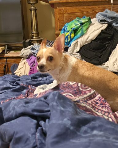 Cute Chihuahua named Zeus