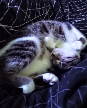 Cute cat named Athena