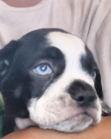 Cute petbull mixed with pug named haven
