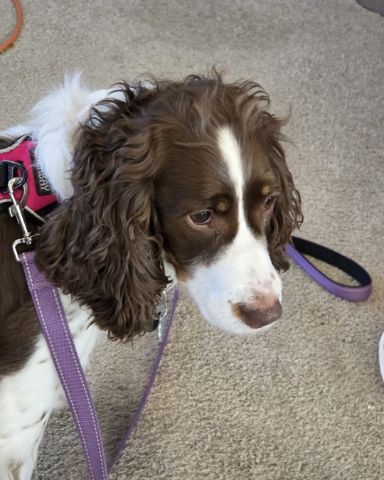 Cute English Springer Spaniel named Sparky