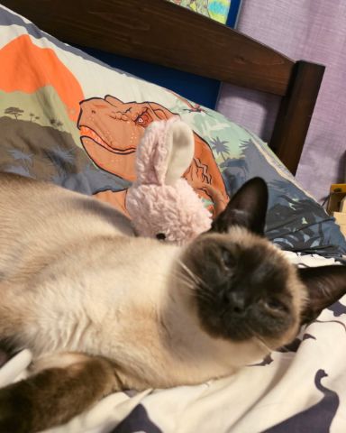 Cute Siamese named Luna🌙💫 (twin of Stella)