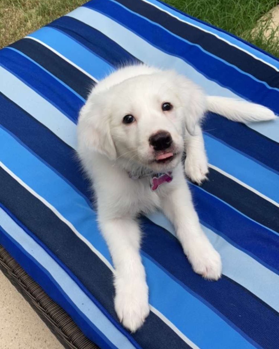 Cute dog named Emma