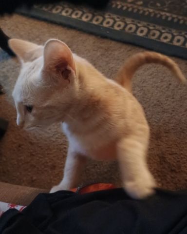 Cute orange cat named Aphrodite