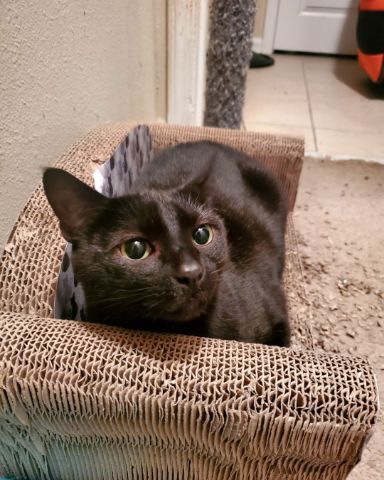 Cute cat named Binx
