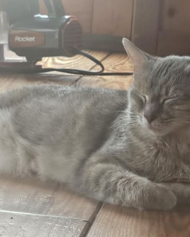 Cute muted tortie named Opal