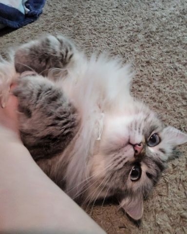Cute Persian Ragdoll named Luna