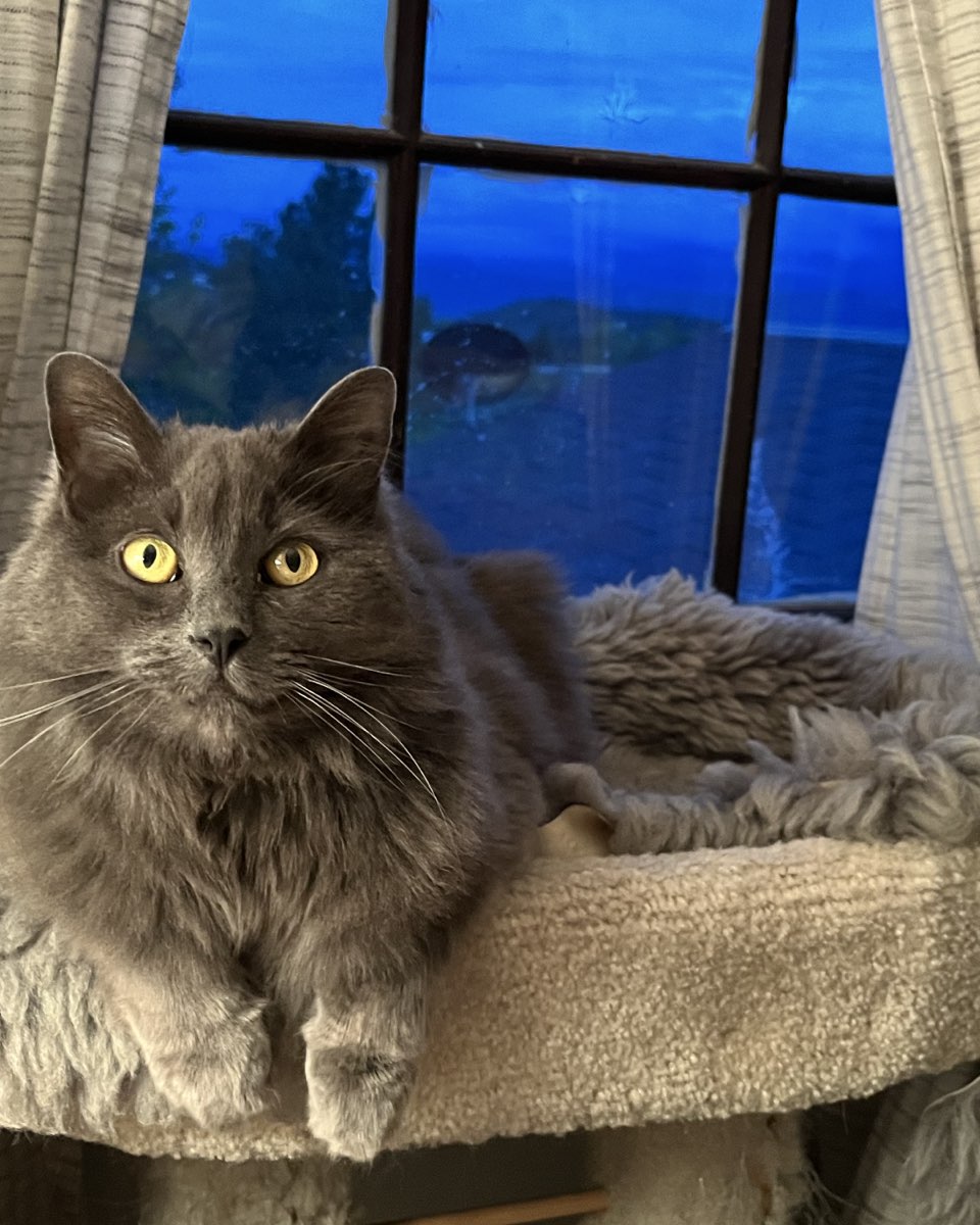 Cute Domestic Longhair named Sophie
