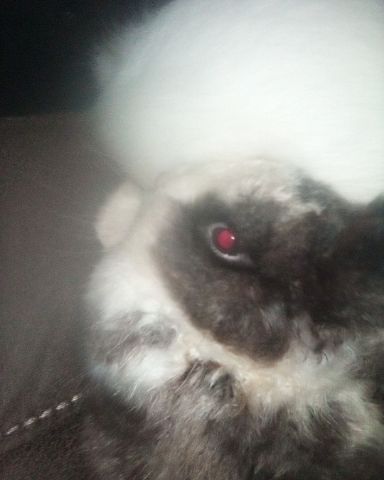 Cute Dutch dwarf rabbit named stormy