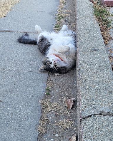Cute tabby named Farley Fart