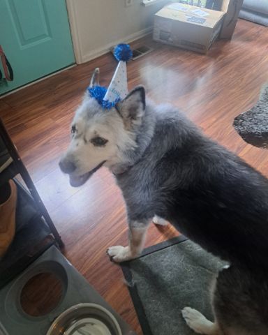 Cute dog named Loki