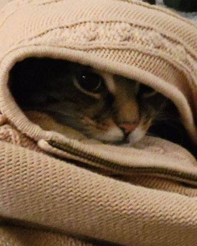 Cute cat named Pretty Girl (PG)