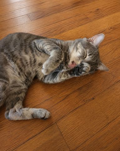 Cute cat named Bleu