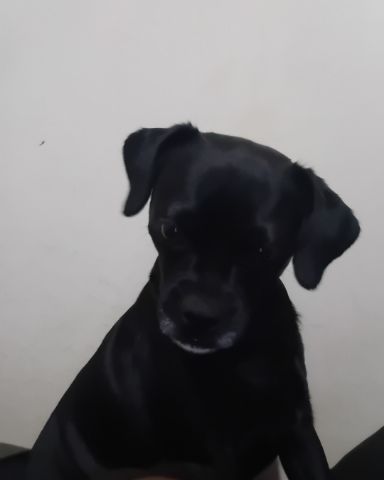 Cute dog named Amita
