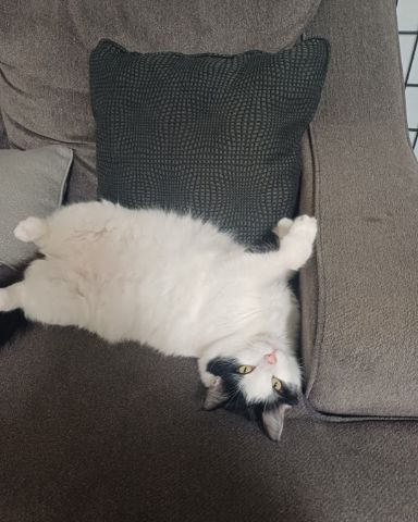 Cute Tuxedo named Manchhas