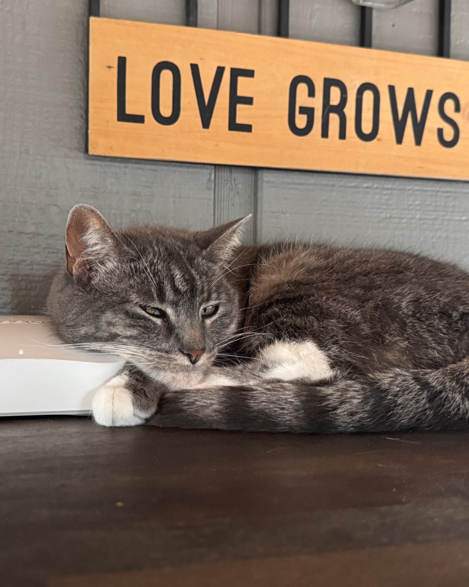 Cute cat named Betty