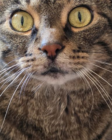 Cute cat named Rick