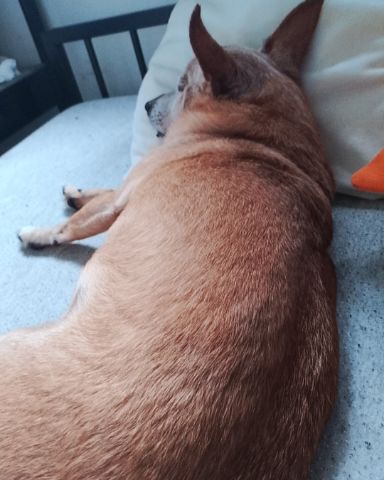 Cute Chihuahua named Taco