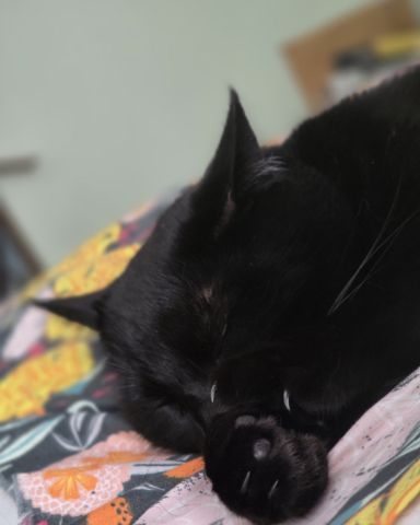 Cute cat named Balerion