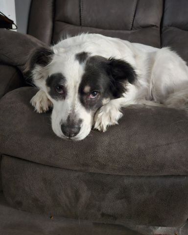 Cute Border Collie Shepherd Mix named Grayson