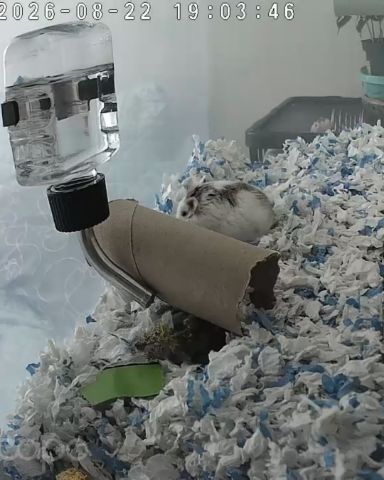 Cute dwarf hamster named Mr. Pickle Pants