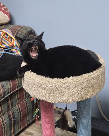 Cute cat named Balerion