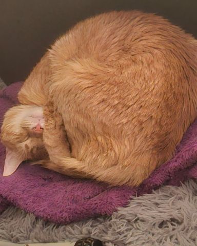 Cute Ginger named Harry