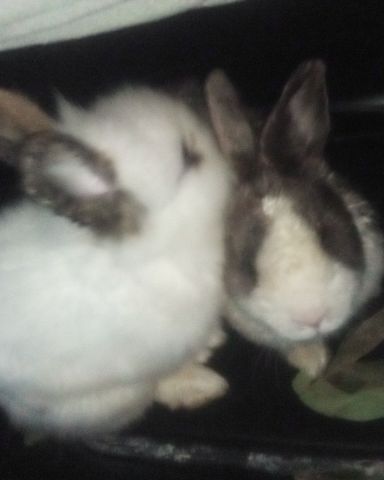 Cute rabbit named stormy and Lola bunny