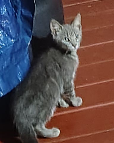 Cute domestic short-haired named peanut