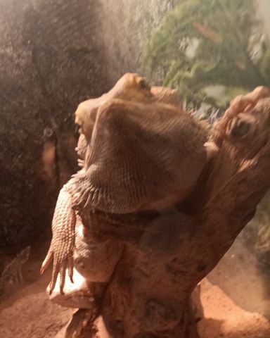 Cute reptile named cookie