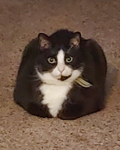 Cute cat named Nico di Angelo